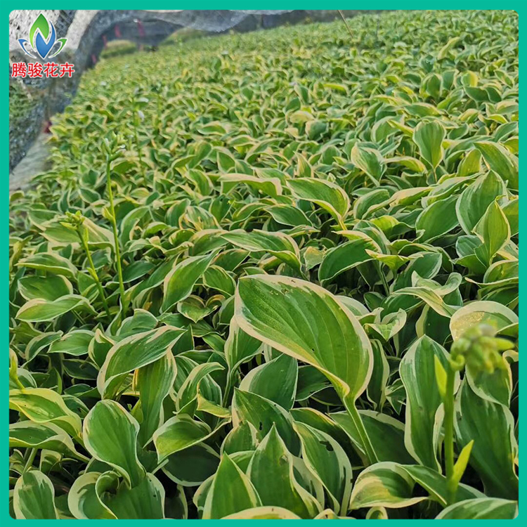 金边玉簪种植基地 青州草花批发 基地供应 双色盆金边玉簪