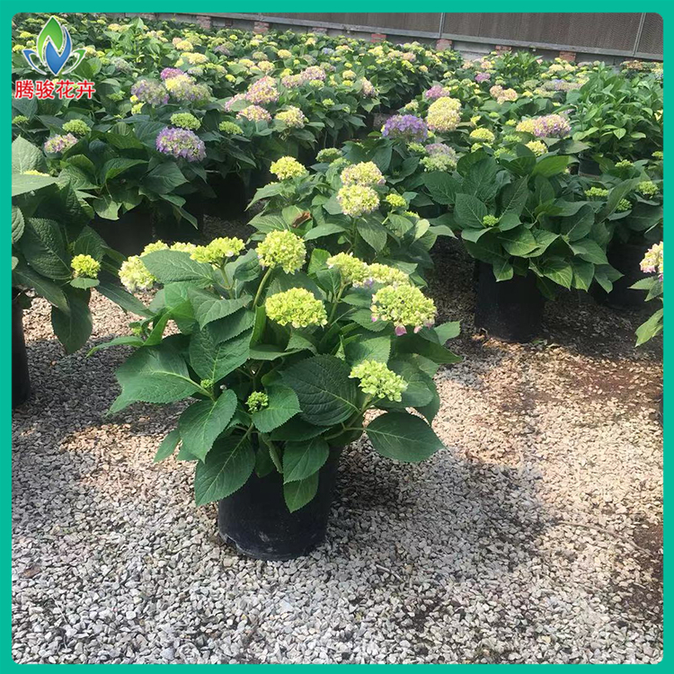 大盆观赏花卉 八仙花 无尽夏绣球盆栽 腾骏花卉