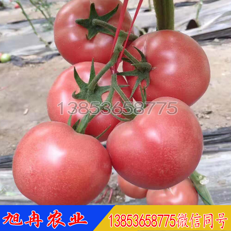 早春番茄苗 硬粉西红柿苗 西红柿种孑大果型抗病毒 旭冉农业