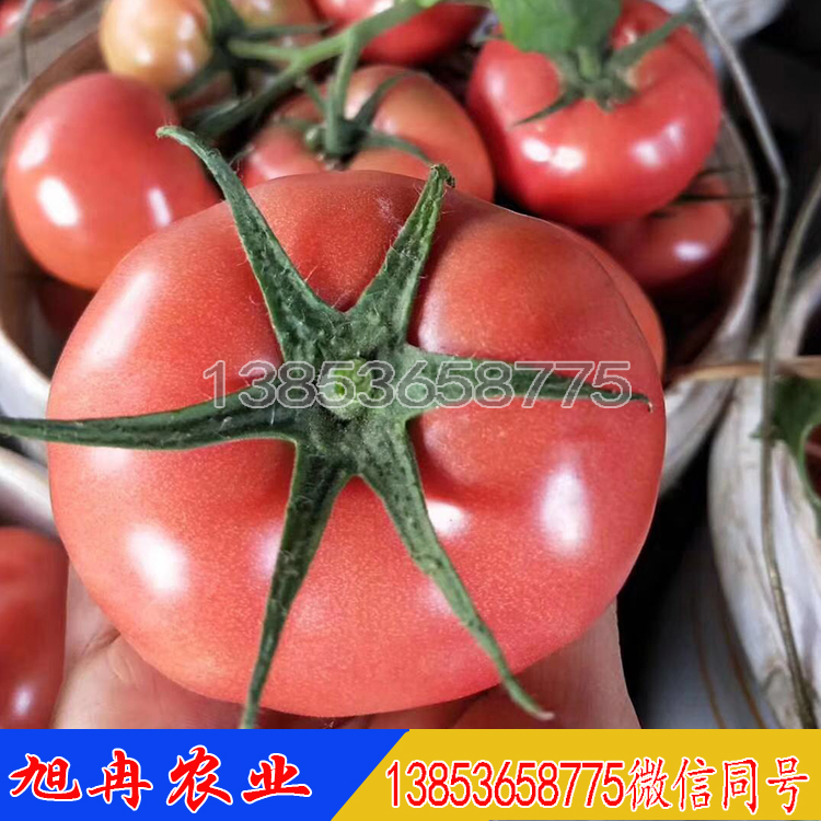 早春番茄苗 硬亮粉西红柿苗 西红柿种孑大果型抗病毒 旭冉农业