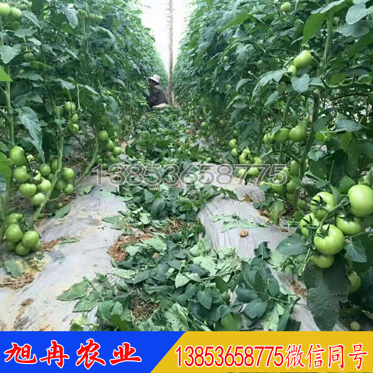  温室种植西红柿种子种苗量大价优 旭冉农业