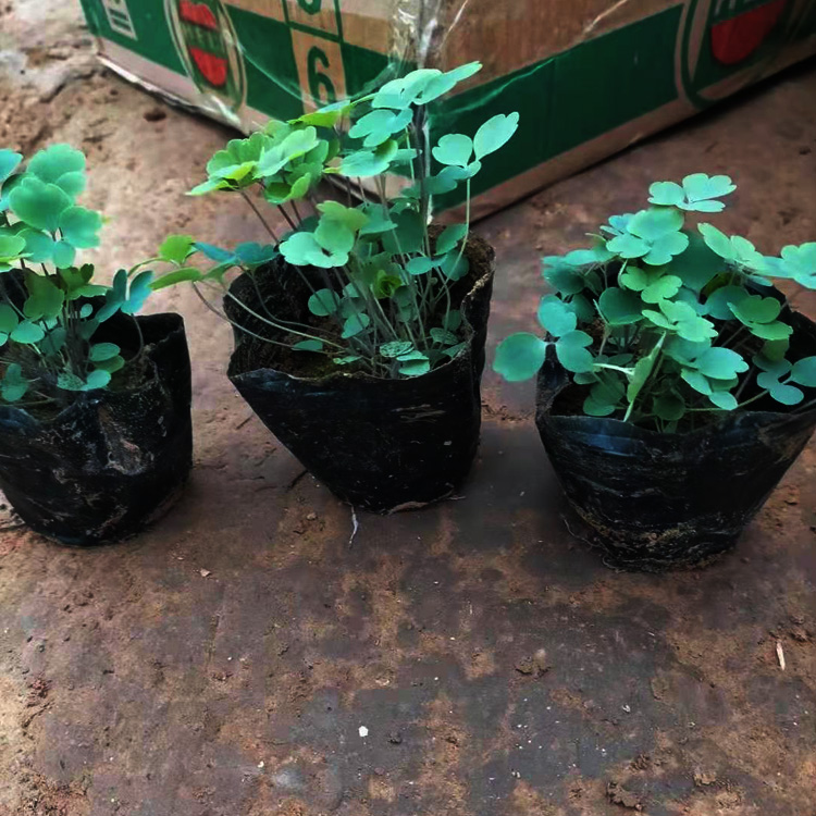 耧斗菜价格 耧斗菜小苗 耧斗菜出售 夏杰花卉