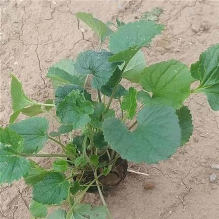 欣美园艺 草花杯苗 草花批发 青州花卉基地