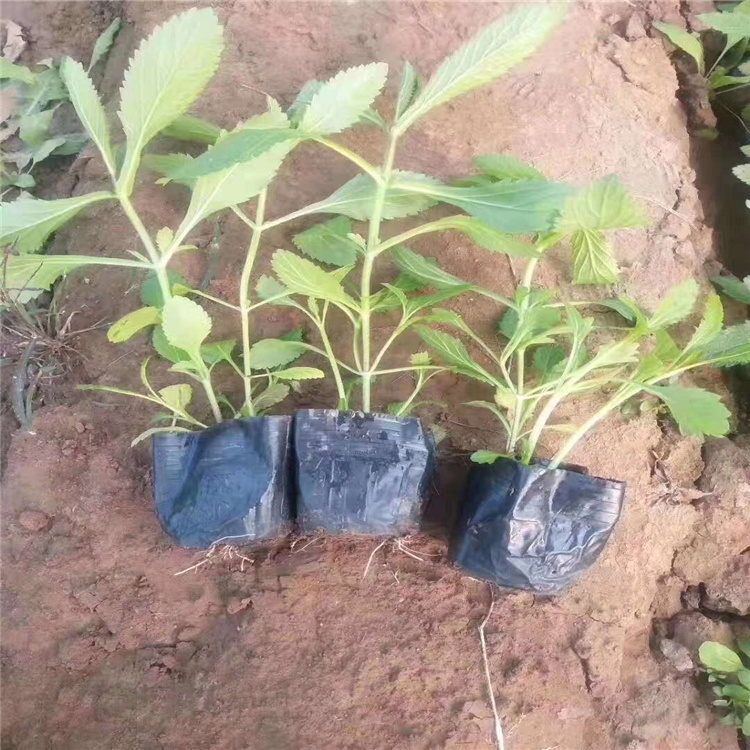 柳叶马鞭草订购报价 山东青州马鞭草基地 大量供应柳叶马鞭草小苗 江瑞园艺马鞭草厂家直供