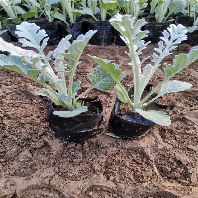 银叶菊价格 银叶菊基地 山东银叶菊价格优惠 银叶菊种植户