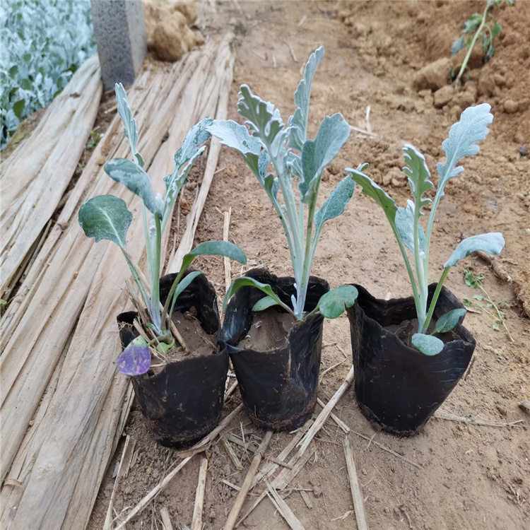盆栽银叶菊价格 银叶菊订购报价 青州银叶菊培育基地 江瑞园艺