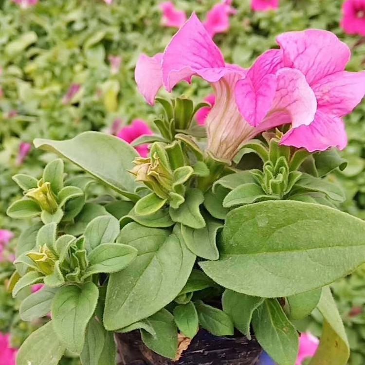 正艳绿化用牵牛花 花色丰富 批发量大从优