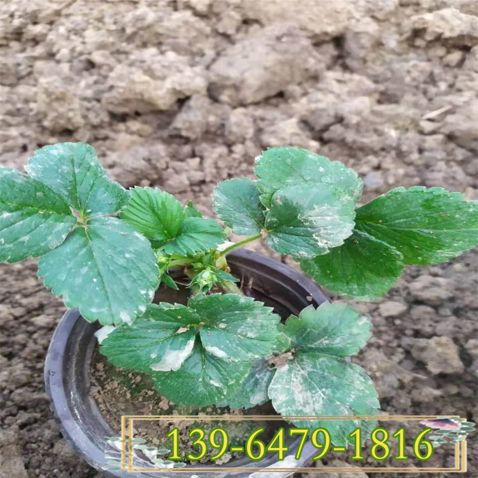 山东草莓苗  植株健壮奶油草莓苗 四季结果草莓盆栽苗