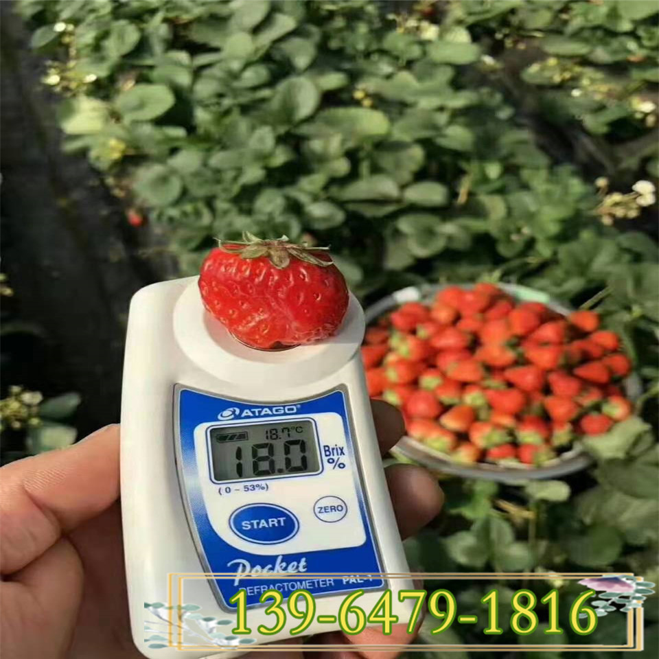 草莓苗育苗基地   地栽奶油草莓小苗 当年结果草莓盆栽苗