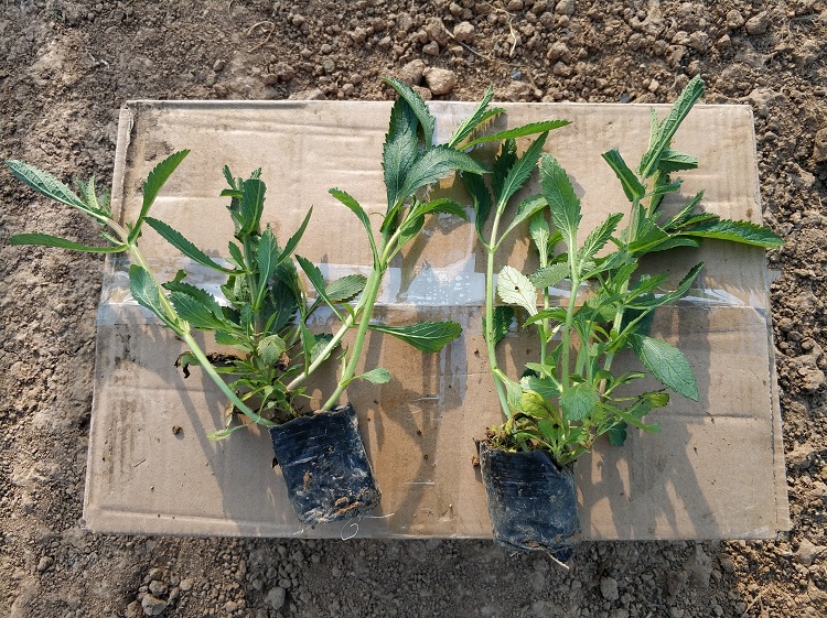 桑托斯马鞭草 柳叶马鞭草 马鞭草小苗