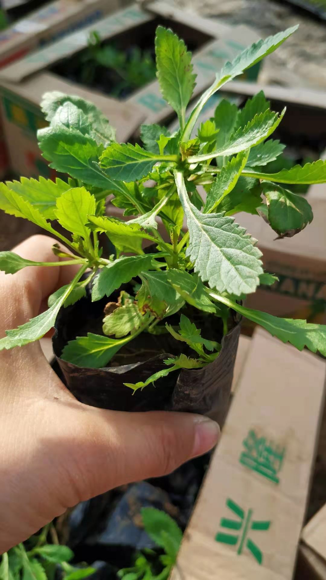 桑托斯马鞭草价格 柳叶马鞭草 马鞭草种植基地