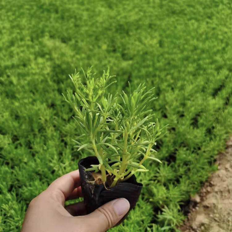 绿叶佛甲草价格