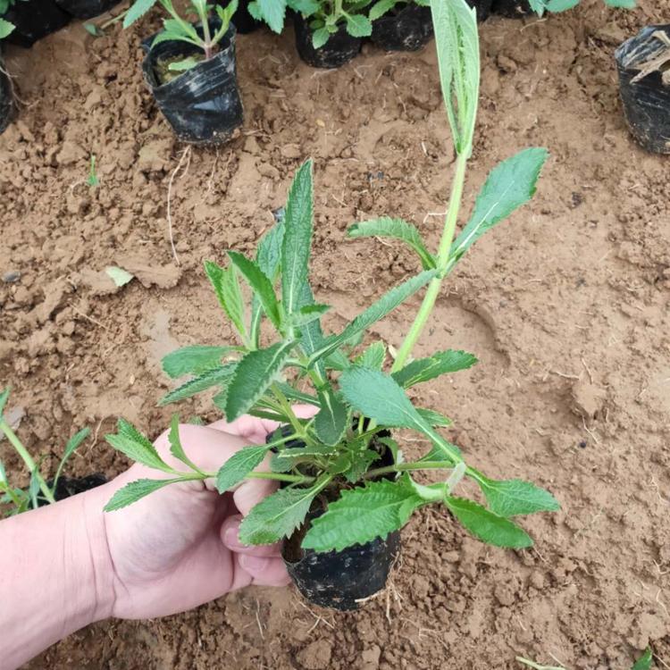 多头马鞭草价格 柳叶马鞭草小苗