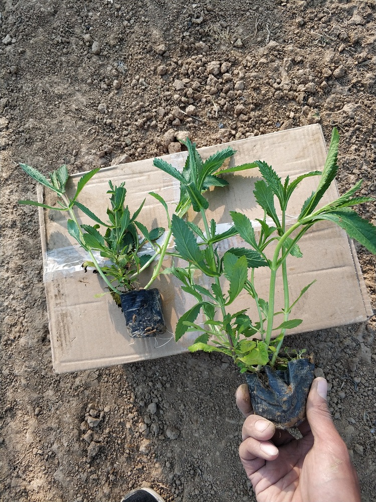 柳叶马鞭草 马鞭草批发价格 桑托斯马鞭草小苗