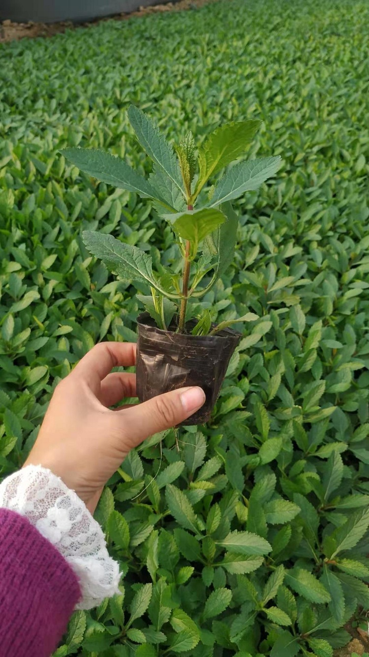 花海打造用马鞭草 多头柳叶马鞭草