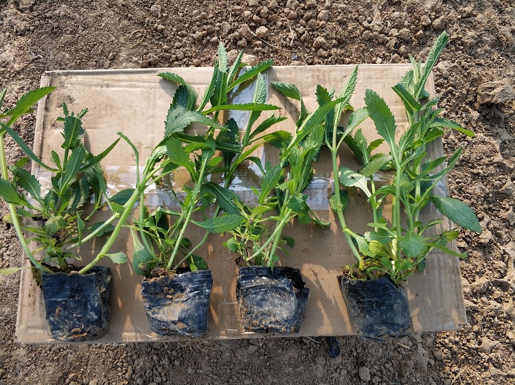 柳叶马鞭草价格 马鞭草种植厂家