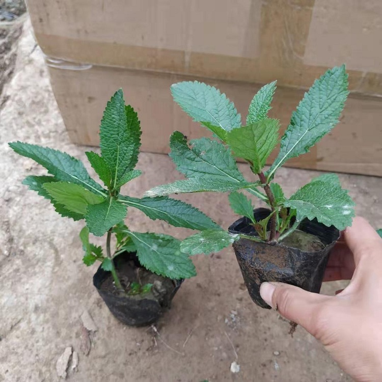 批发马鞭草 多分枝马鞭草价格