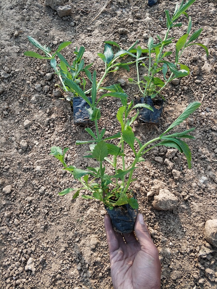 柳叶马鞭草批发