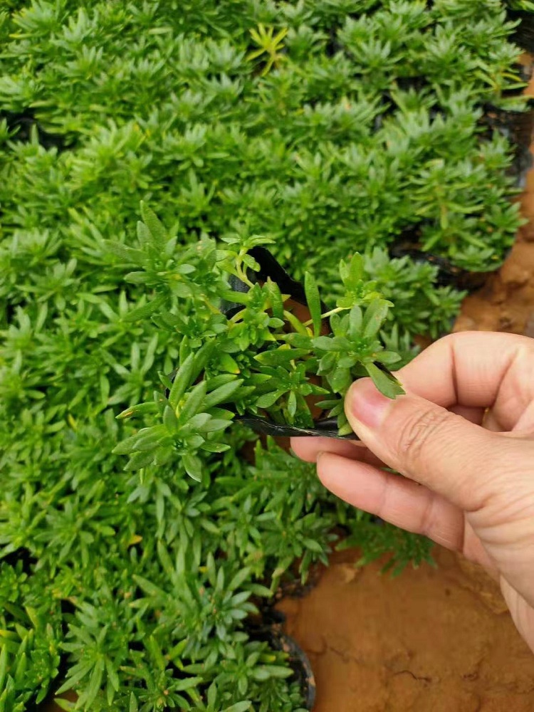 多年生绿叶佛甲草 佛甲草种植基地
