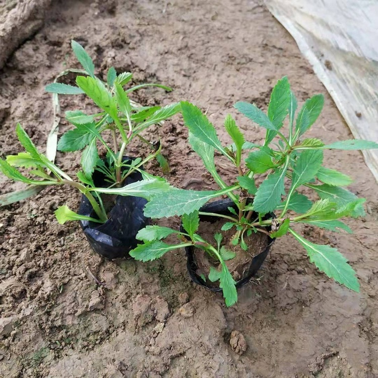 马鞭草产地 多年生宿根柳叶马鞭草 多芽马鞭草