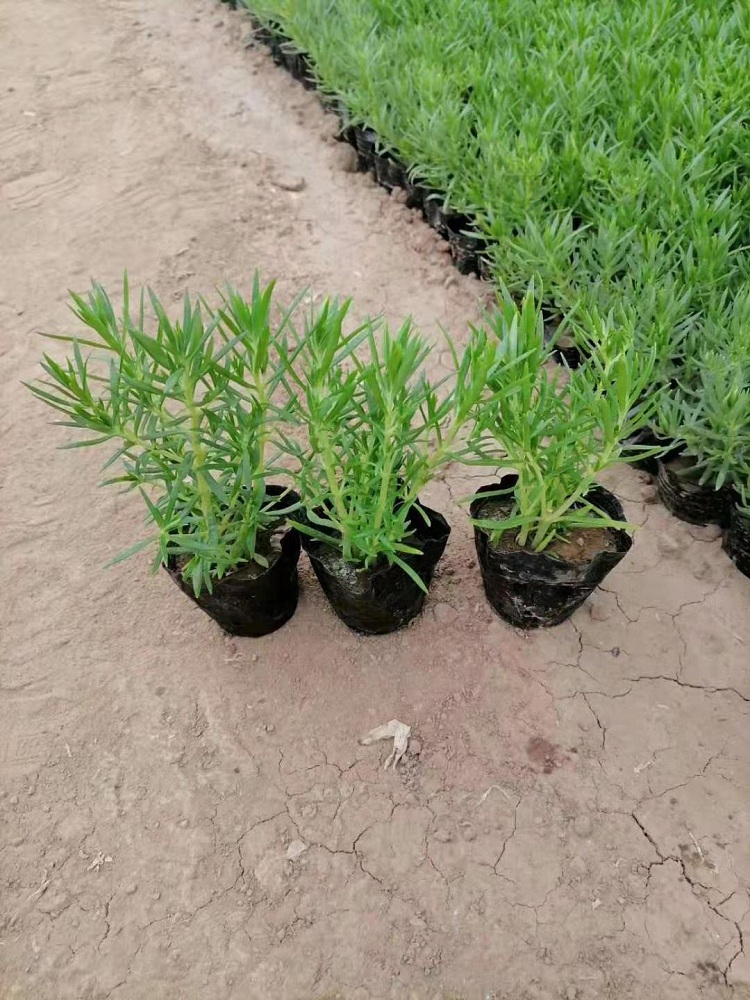 多年生佛甲草 绿叶佛甲草 营养钵佛甲草
