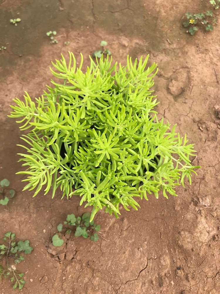 金叶佛甲草 佛甲草厂家批发