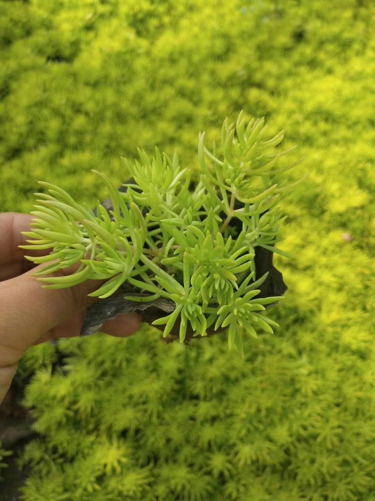 宿根地被 金叶佛甲草 顺和花卉 黄金条