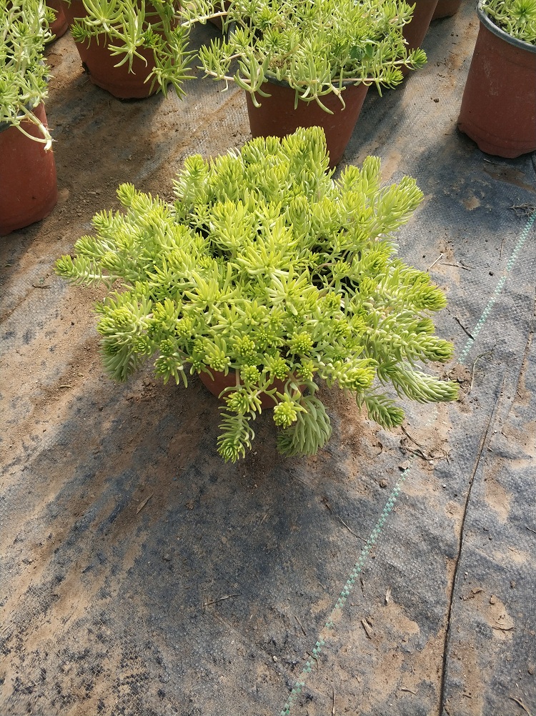 金叶佛甲草 屋顶绿化植物金叶佛甲草