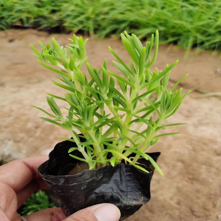 绿叶佛甲草 绿叶佛甲草批发价格