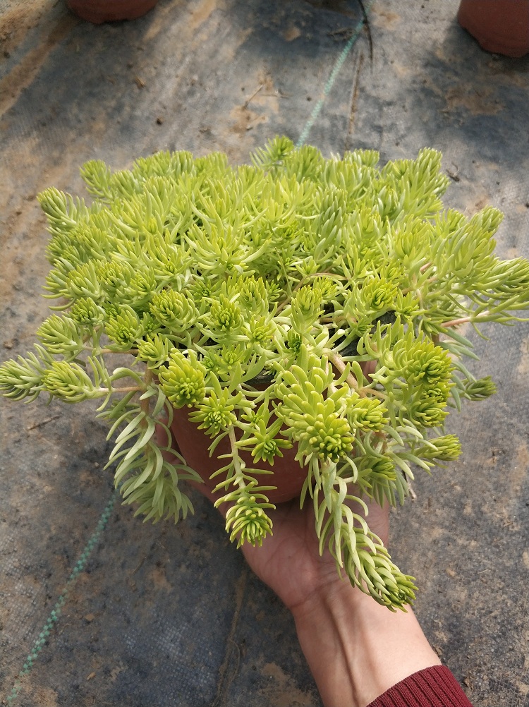 黄金条 金叶佛甲草价格