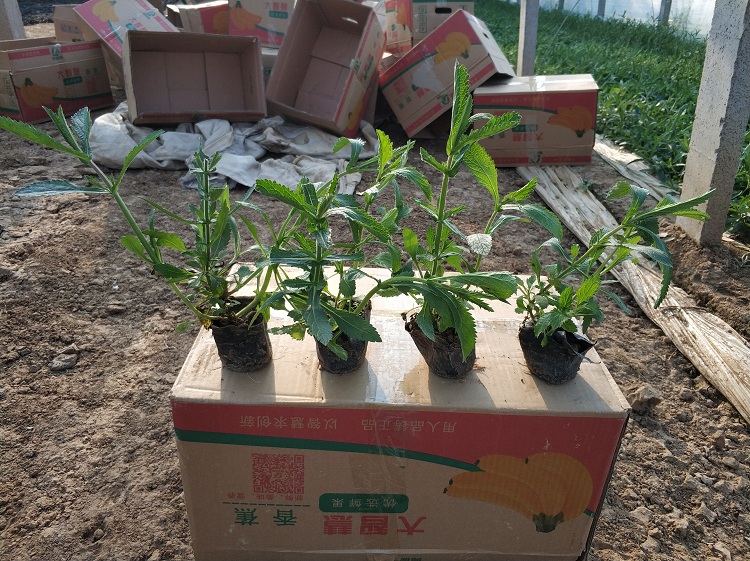 花海用马鞭草 柳叶马鞭草批发