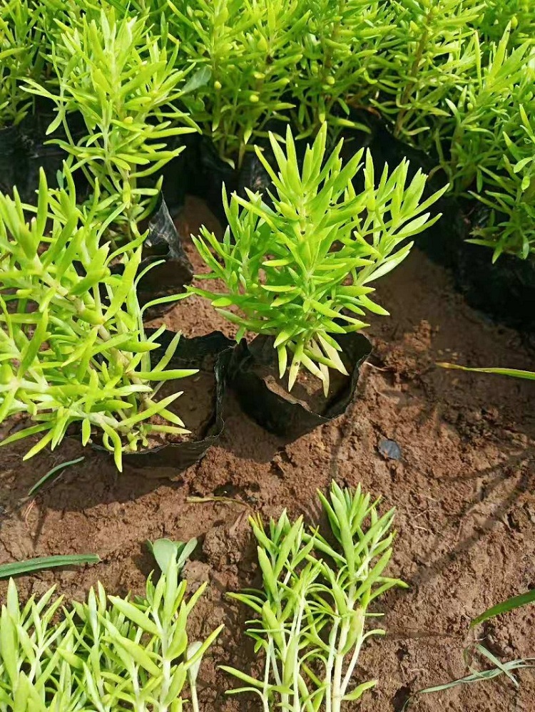 绿叶佛甲草种植基地 佛甲草厂家