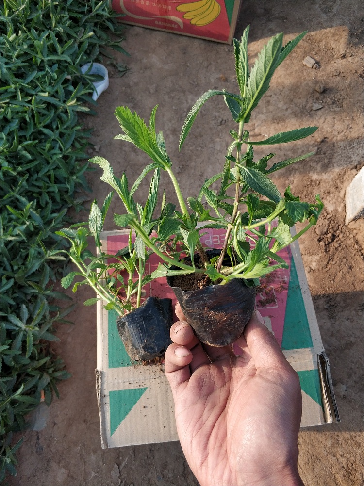 矮化桑托斯马鞭草厂家 柳叶马鞭草价格