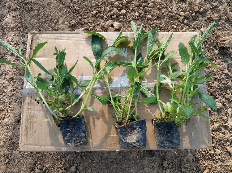 马鞭草 山东马鞭草价格 花海用品种桑托斯马鞭草