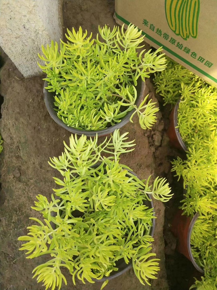 黄金条 金叶佛甲草批发 顺和花卉