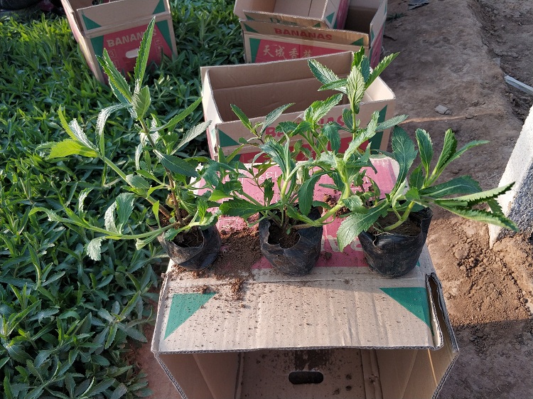 马鞭草 顺和花卉 柳叶马鞭草价格