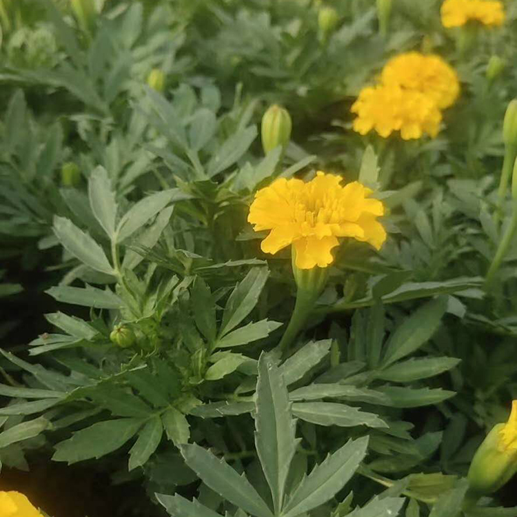 岱青花卉批发 孔雀草小苗 长势好 耐观赏