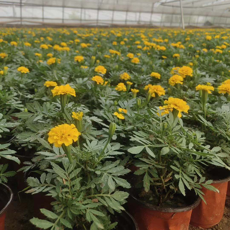 孔雀草小苗批发商 岱青园林 价格优惠 量大从优