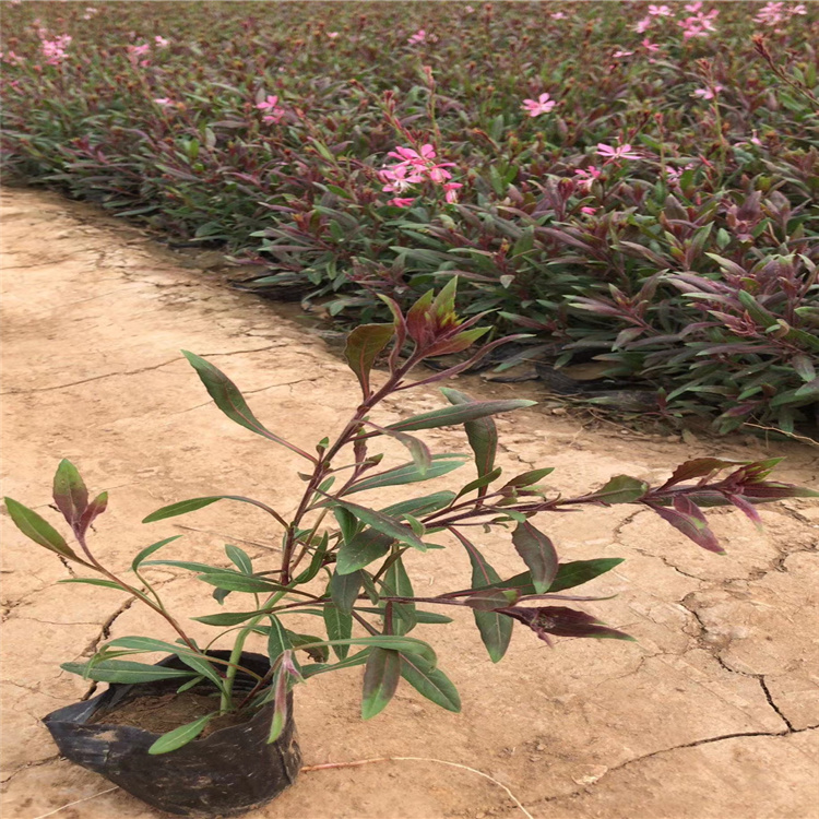 山东山桃草供应基地 盆栽千鸟花价格 大量供应山桃草小苗 江瑞花卉山桃草批发商家