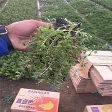 山东青州垂盆草基地 双色盆垂盆草价格 垂盆草种植厂家 江瑞园艺厂家直供