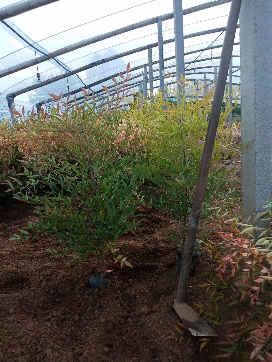 山东草花绿化苗木基地   各类草花直供     南天竺批发  价格