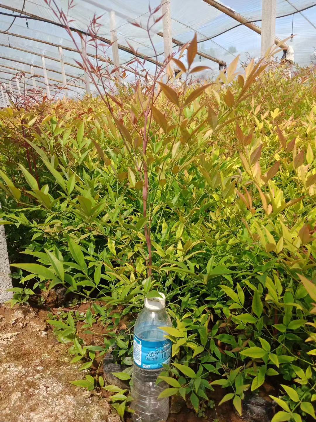 南天竹价格    青州苗木基地   草花批发基地