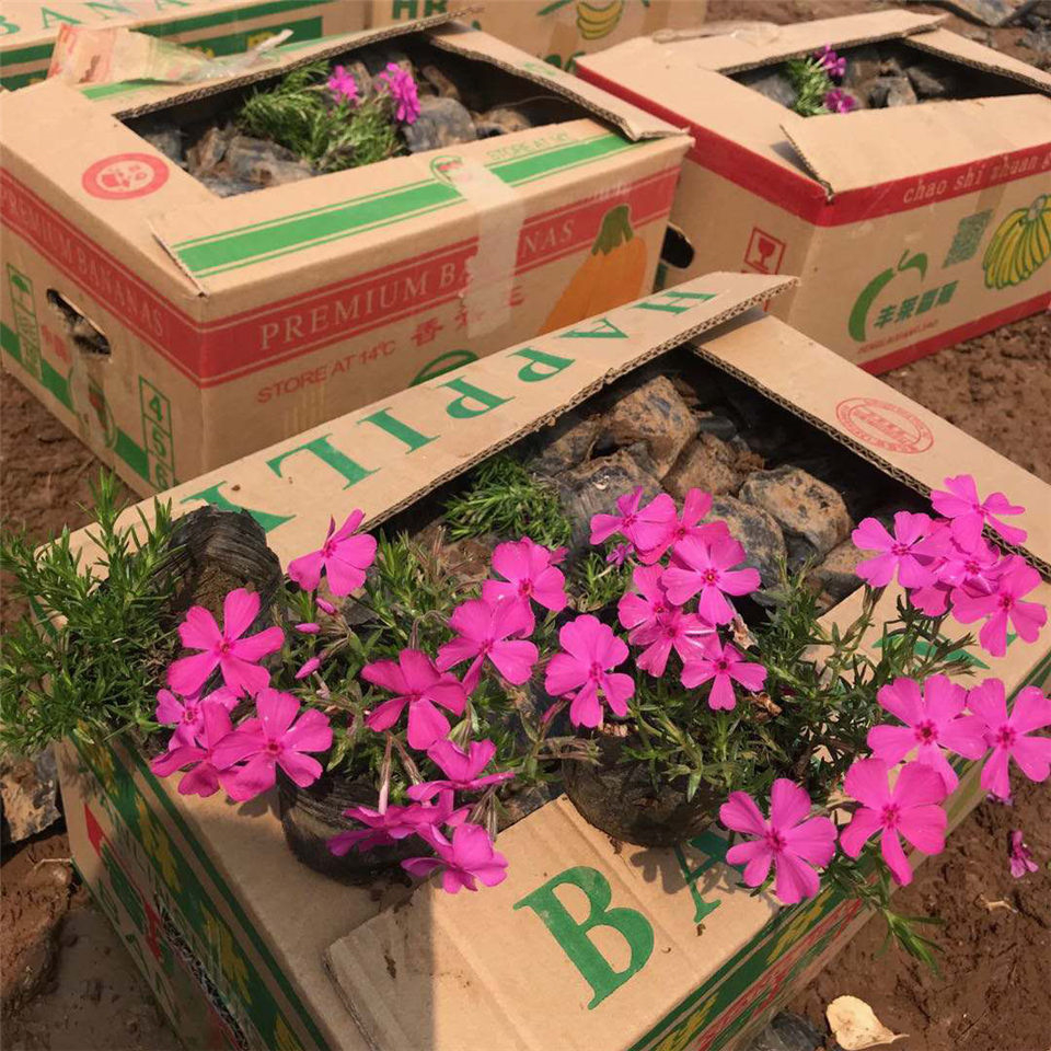 芝樱 丛生福禄考 花色美观 观赏价值高 价格优惠