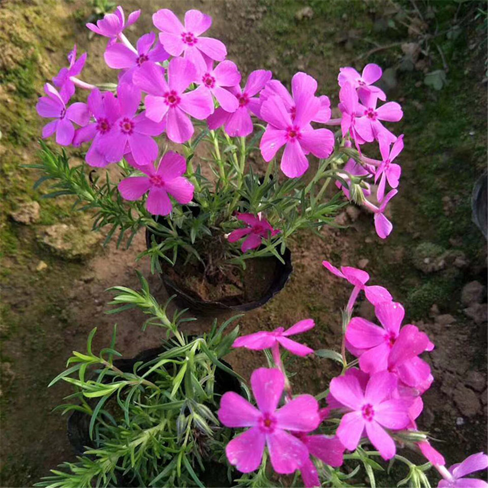 观赏用芝樱小苗大量批发 山东丛生福禄考小苗价格