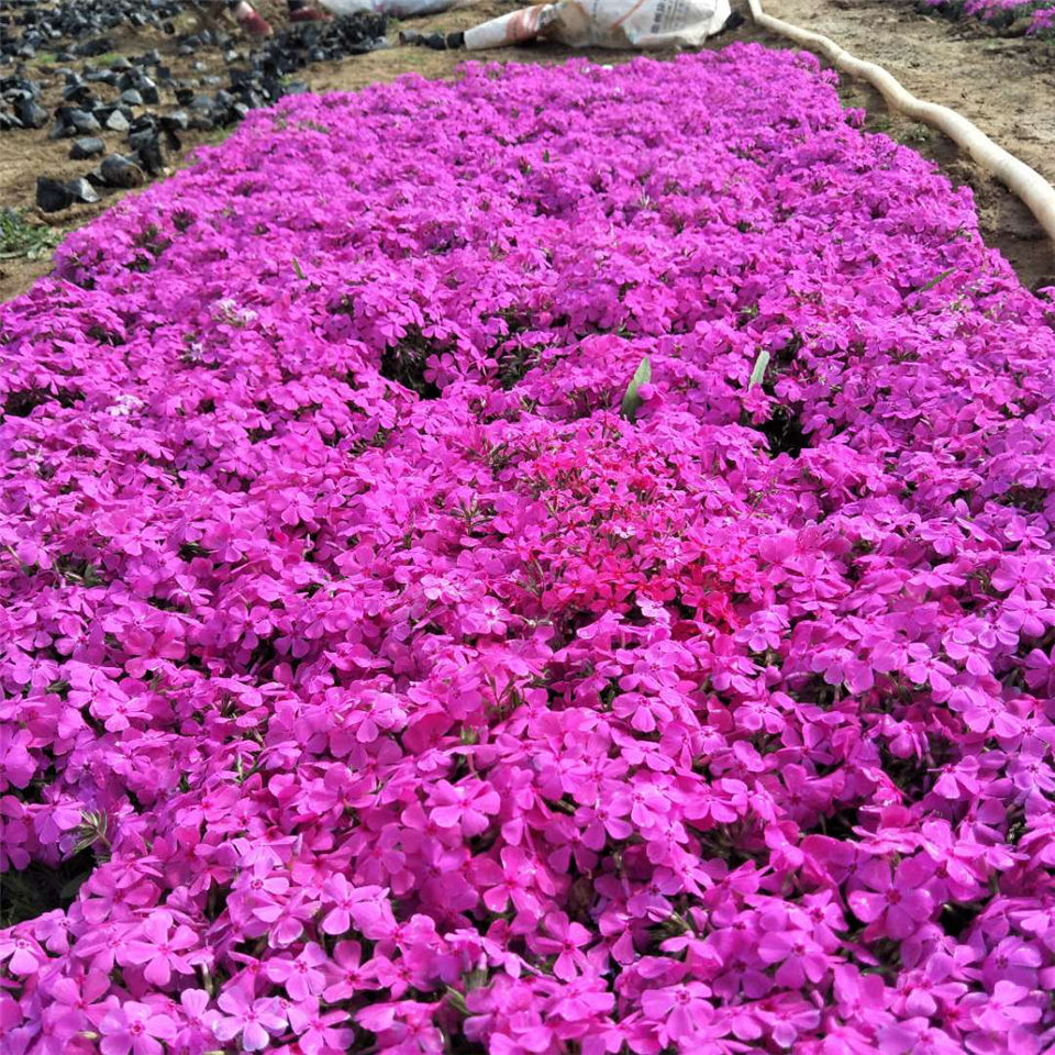 映雪丛生福禄考 打造芝樱花海 宿根花卉出售