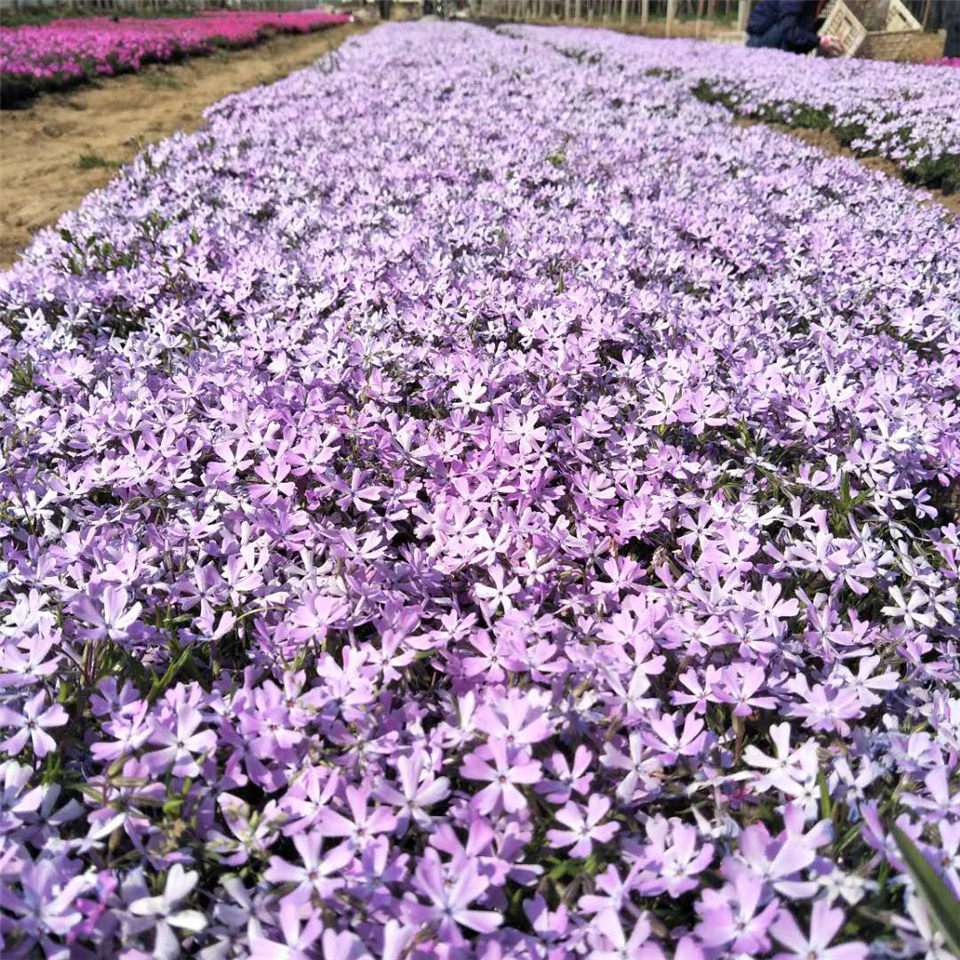 映雪丛生福禄考种植基地 芝樱小苗大量批发