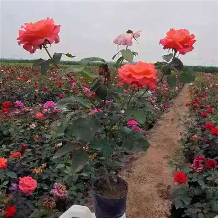 大花月季 大花月季价格 山东月季基地