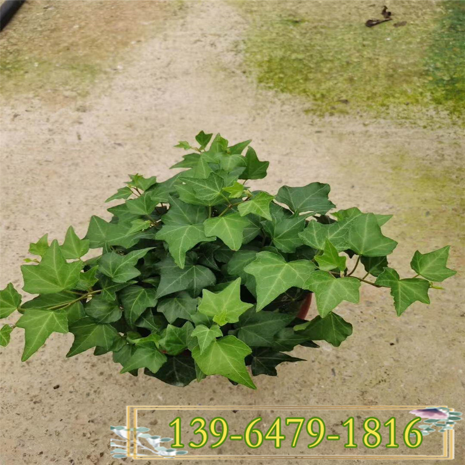 批发常春藤盆栽小苗 常春藤绿化苗 工程绿化苗藤本植物
