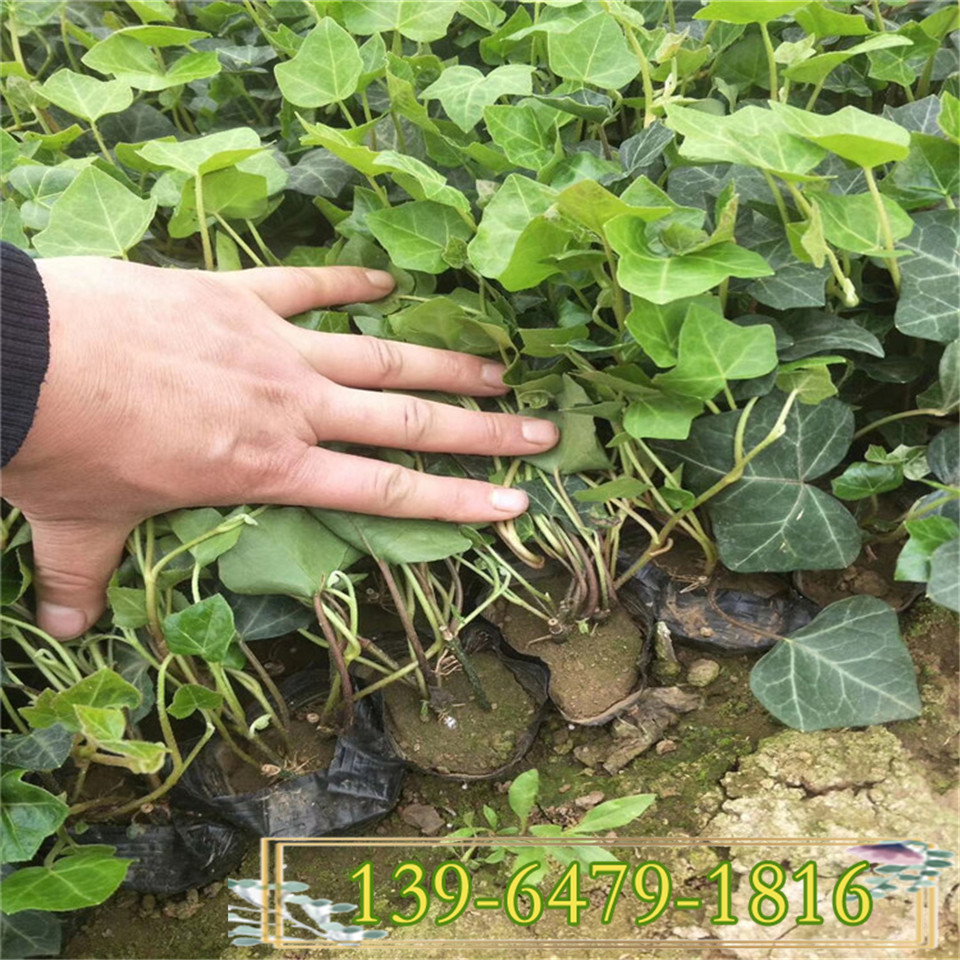 山东苗木基地 绿化用盆栽常春藤工程苗 青州附近的常春藤种植户