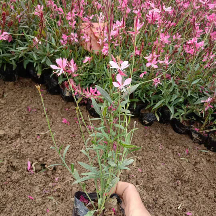山桃草批发 咨豪花卉 绿化工程园林用苗山桃草